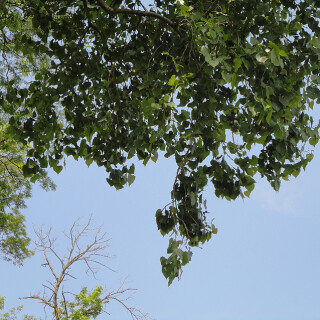 DSC01296