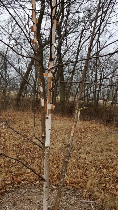 20180412_181624.jpg