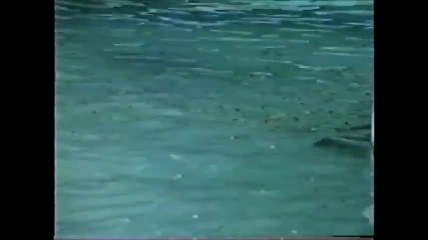 s2011.e021102----Houston-Zoo-pt.mp4