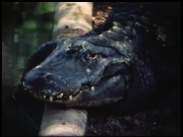 s2011.e101401---USA-St-Augustine-FL-.mp4