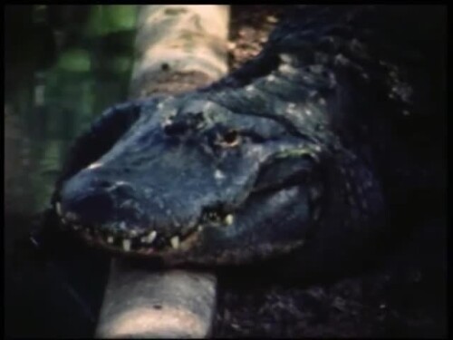 s2011.e101401 USA St Augustine FL １９８７