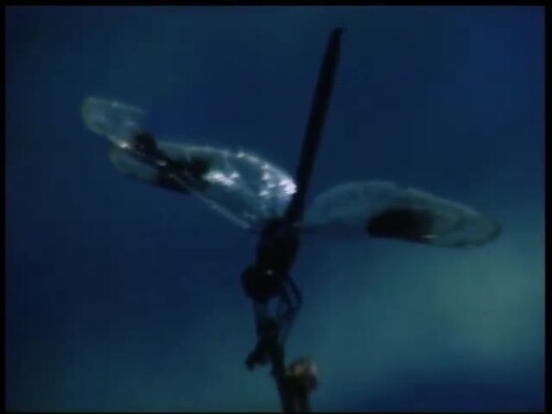 s2011.e101402 USA Charleston, SC １９８７