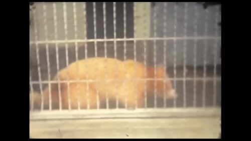 s2021.e012701---Trip-to-the-Houston-Zoo-.mp4