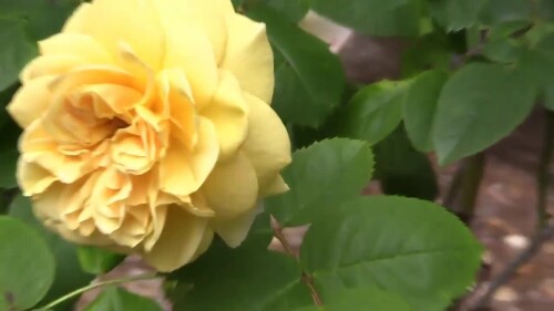 s2022.e041401---Elizabethan-Gardens-part-.mp4